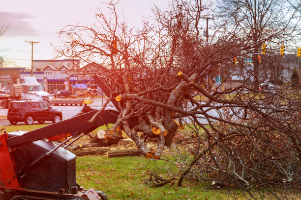 How Our Tree Care Process Works  in  Mesita, NM